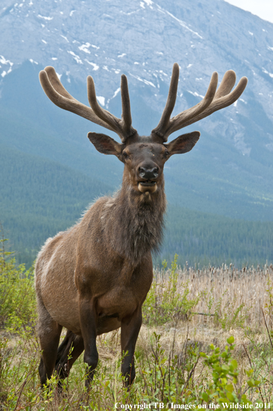 Rocky Mountain bull elk in habitat. 