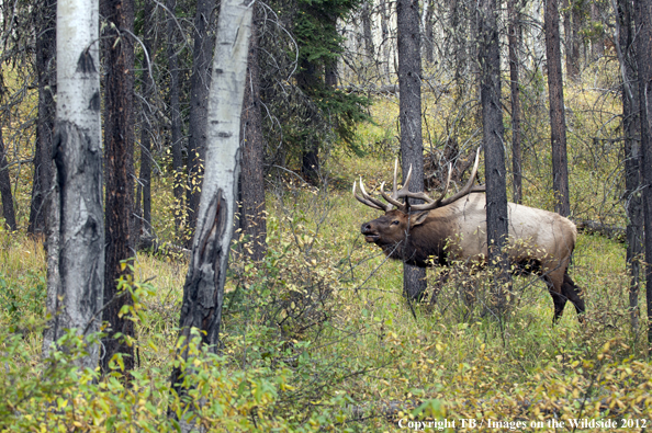 Bull elk bugling. 