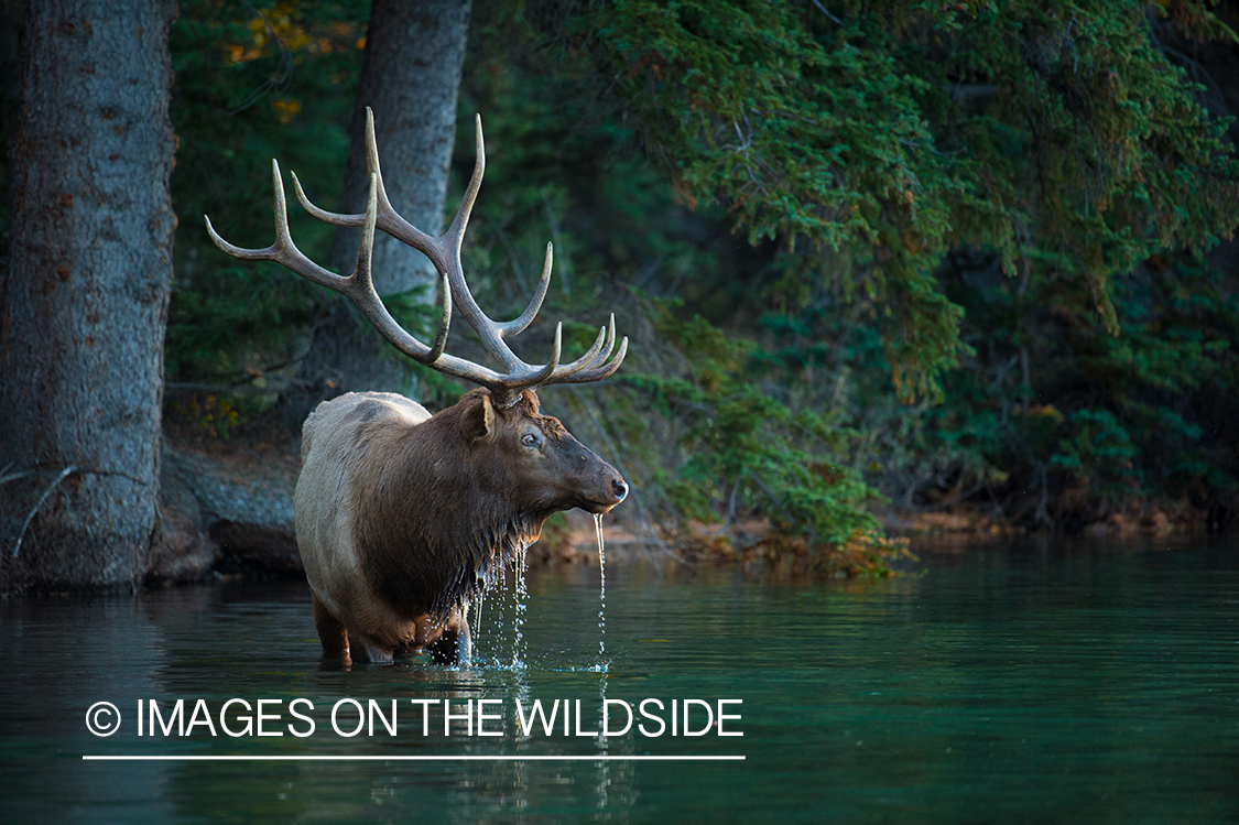 Rocky Mountain Elk in habitat.