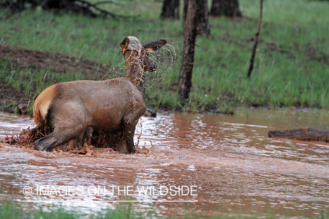 Rocky Mountain Elk calf playing in water. 