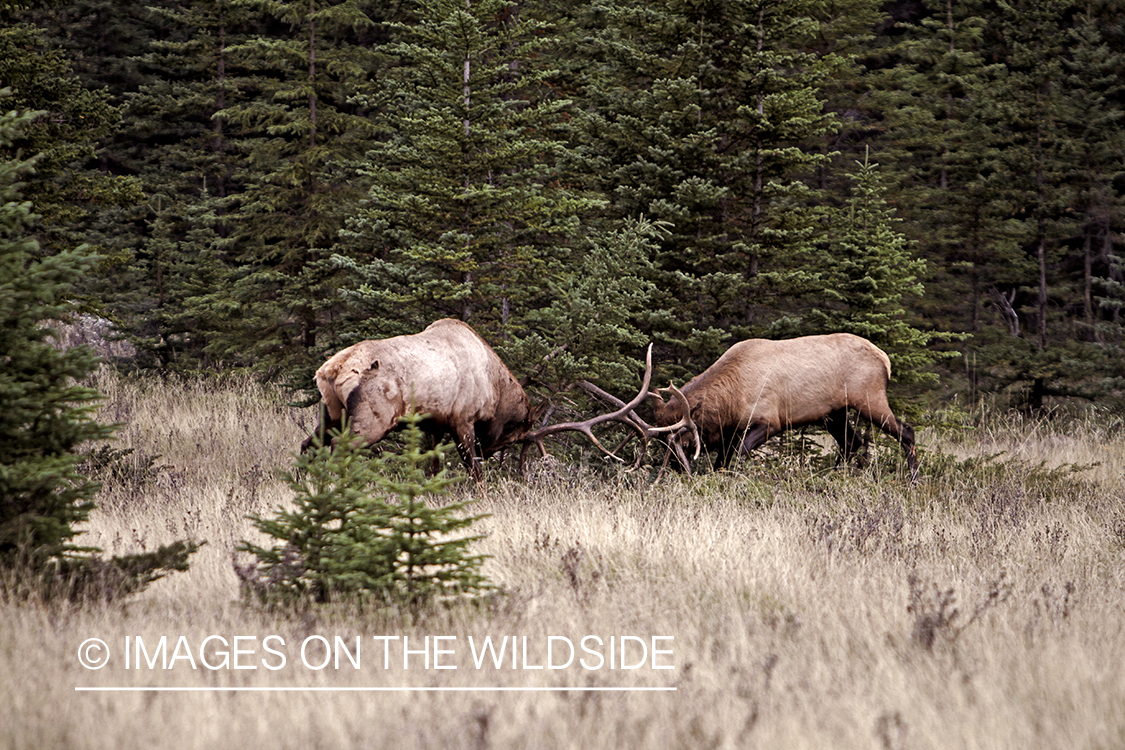 Rocky Mountain Bulls competing during the rut.