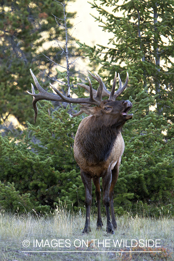 Rocky Mountain Bull Elk bugling in habitat.