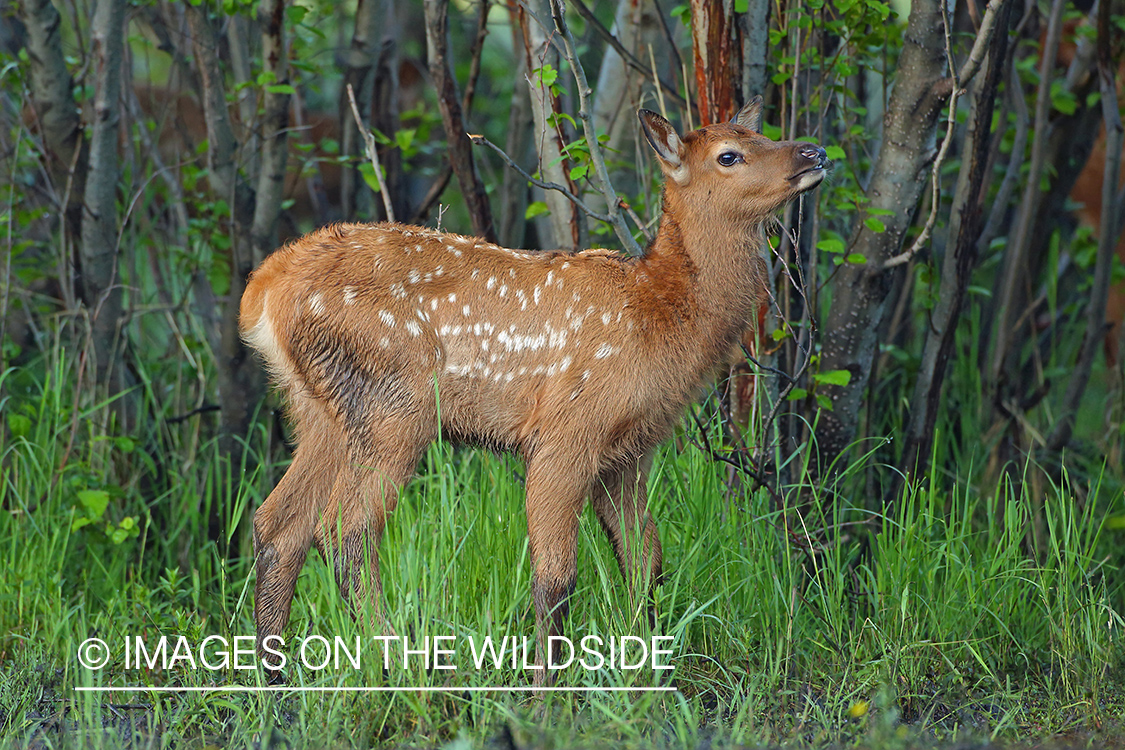 Rocky Mountain elk calf