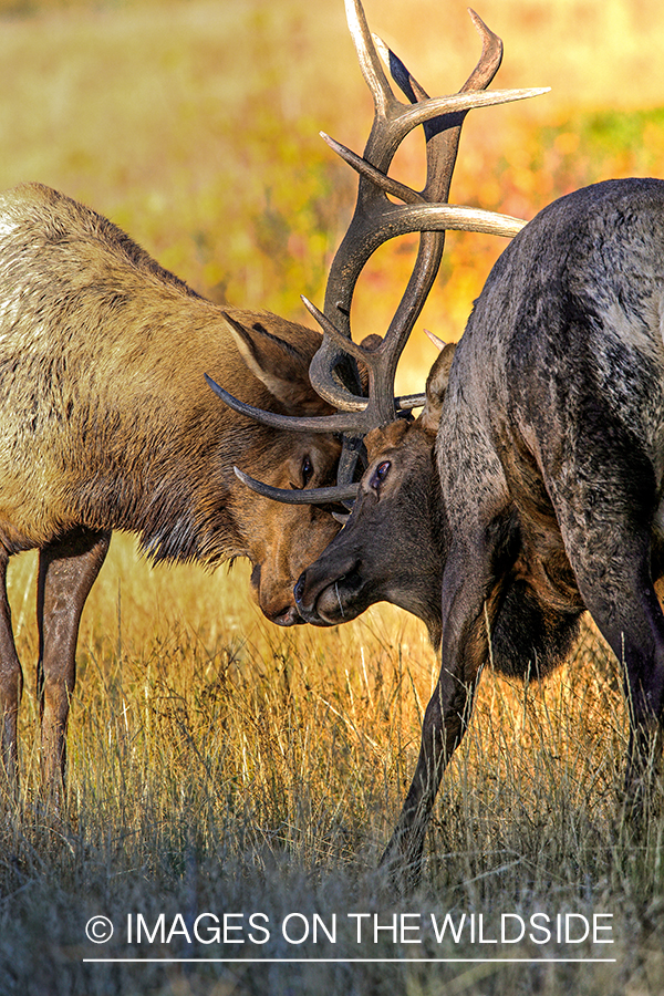 Bull elk fighting during rut.