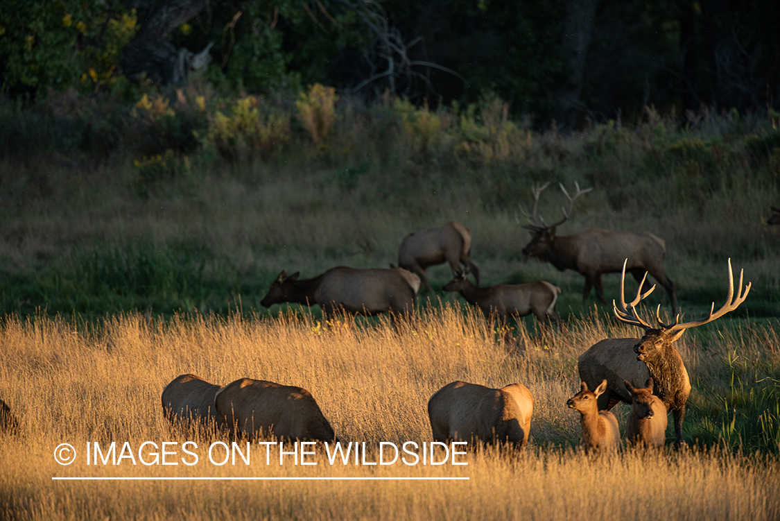 Elk in field.