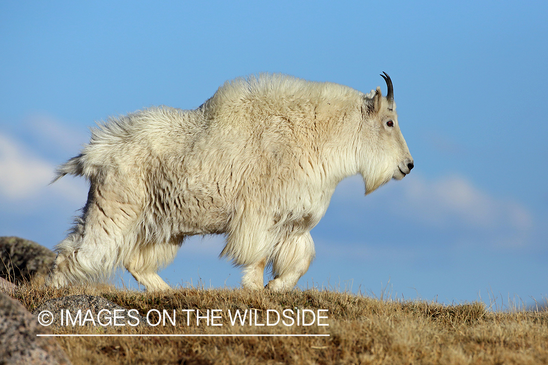 Rocky Mountain Goat in habitat. 