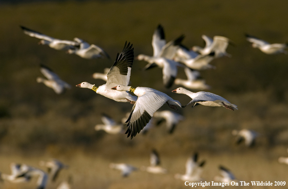 Snow Geese Flying