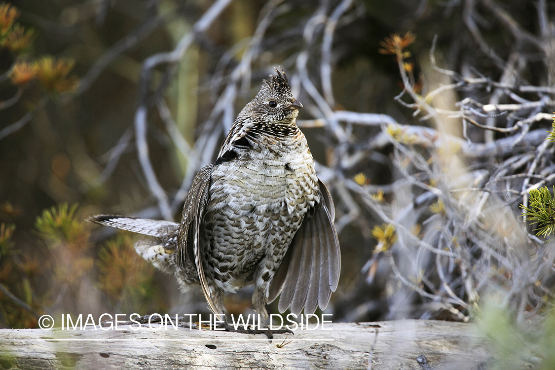 Male Ruffed grouse drumming in habitat.