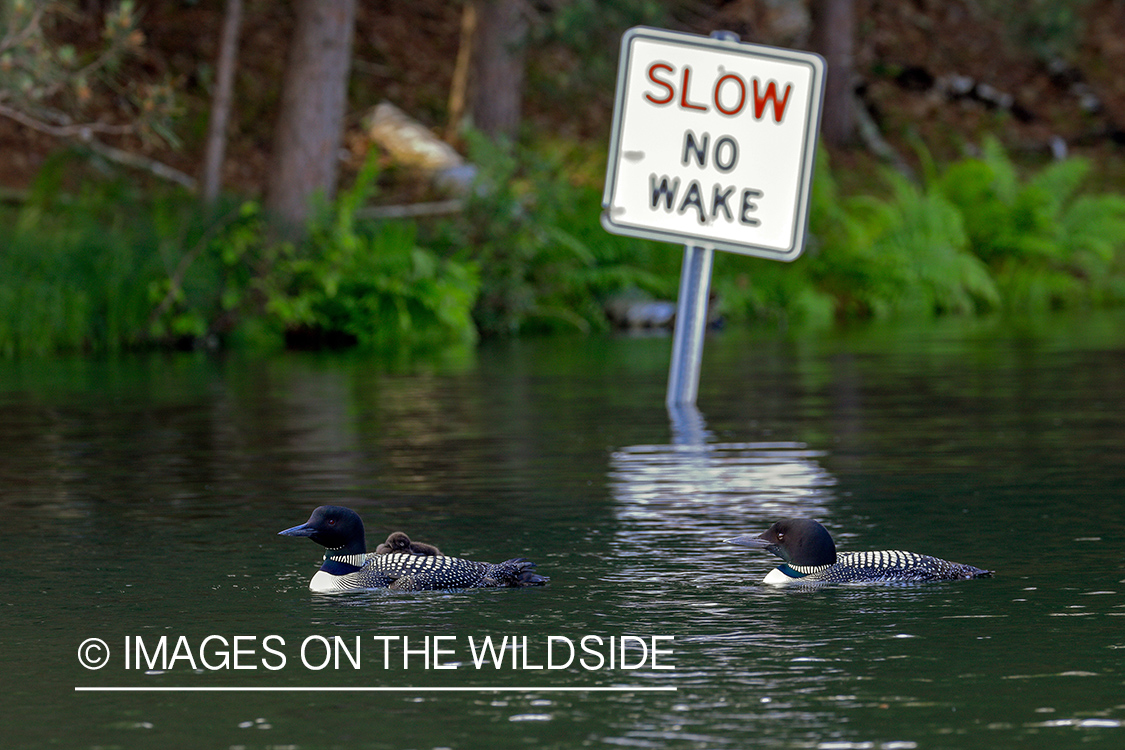 Common Loons in front of sign.