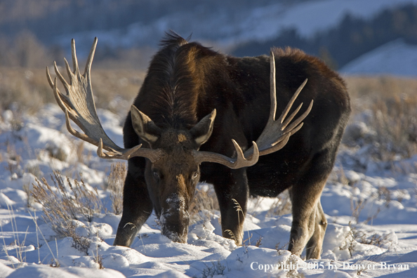 Shiras bull moose in habitat.