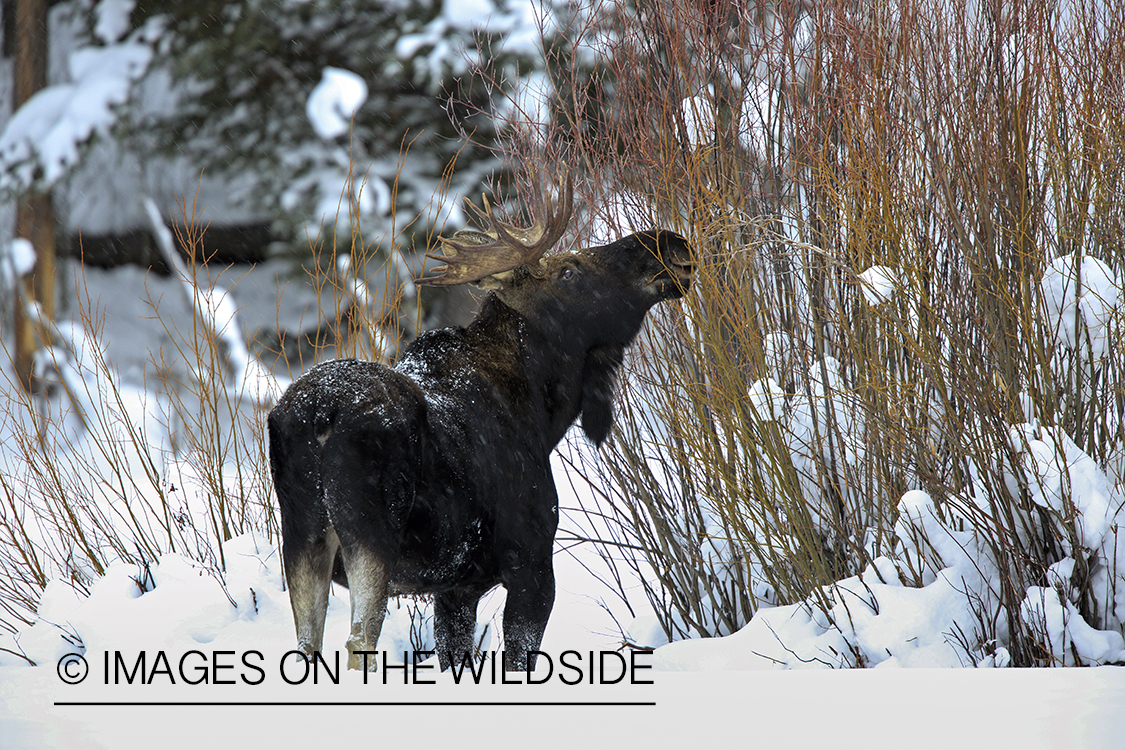 Shiras bull moose in winter habitat.