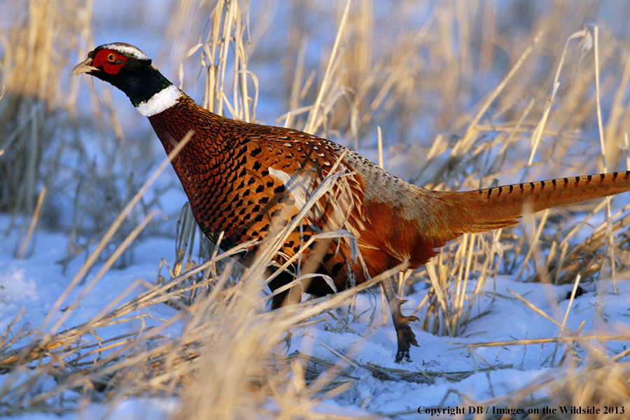 Ring-necked pheasant in habitat