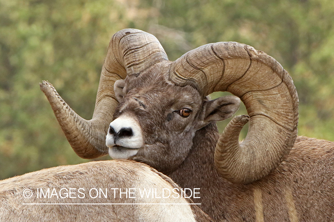 Rocky Mountain Bighorn ram in field.