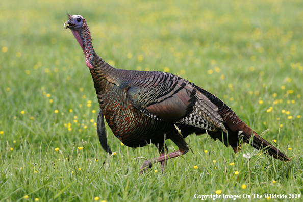 Eastern Wild Turkey in habitat