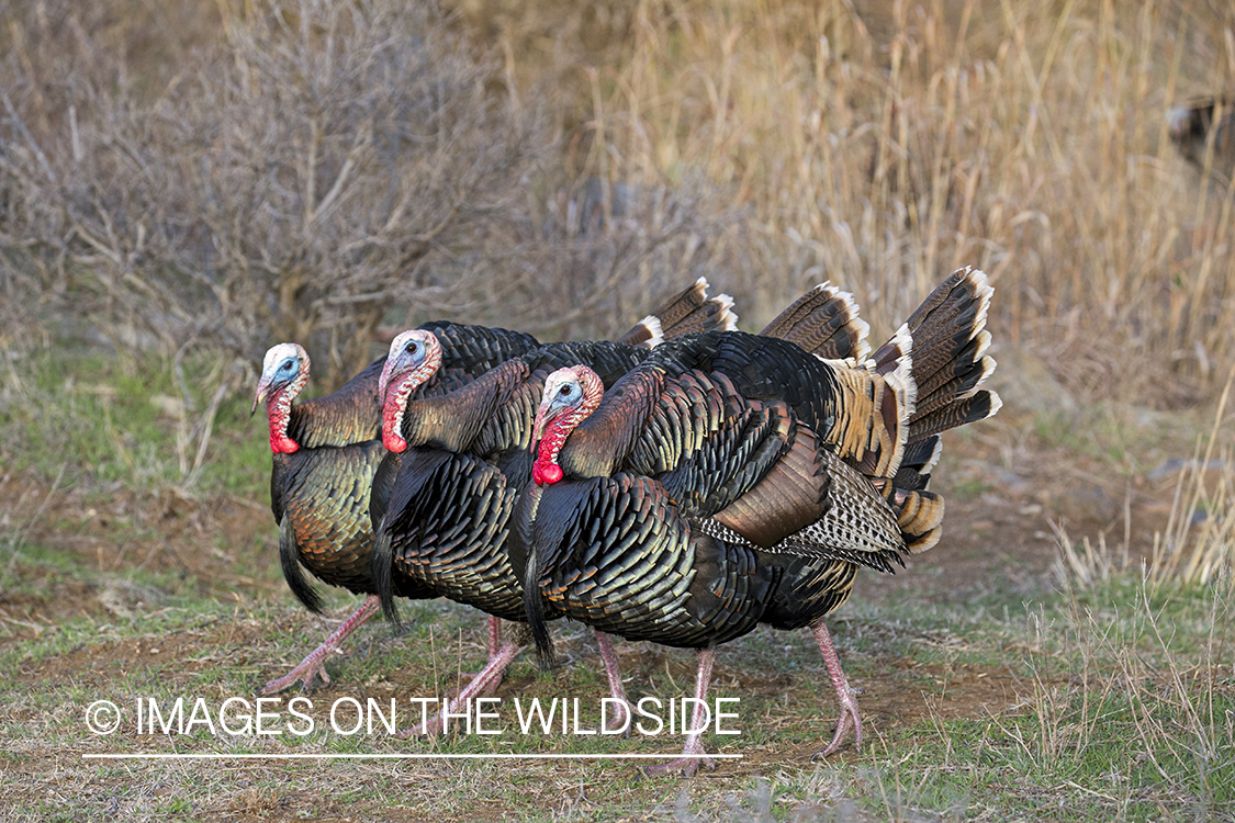 Flock of Rio Grande Turkeys in habitat.