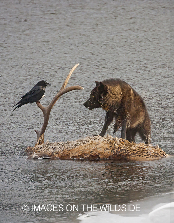 Wolf and raven on elk carcass.