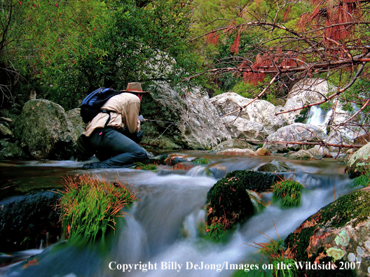 Flyfisherman on small stream.                               