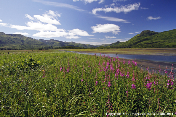 Flyfishermen on Kodiak Island, Alaska. 