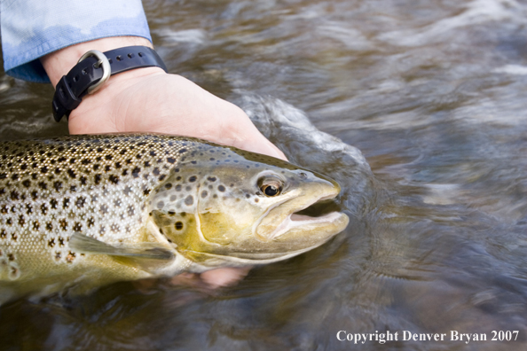 Close-up of nice brown trout.