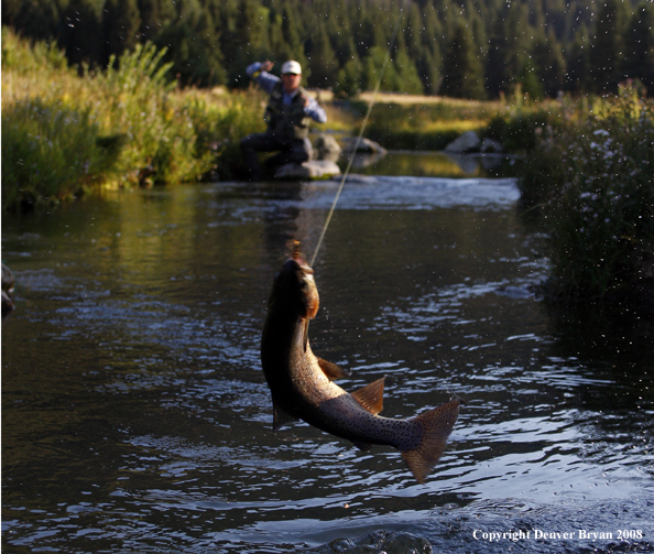 Flyfisherman with nice rainbow trout jumping