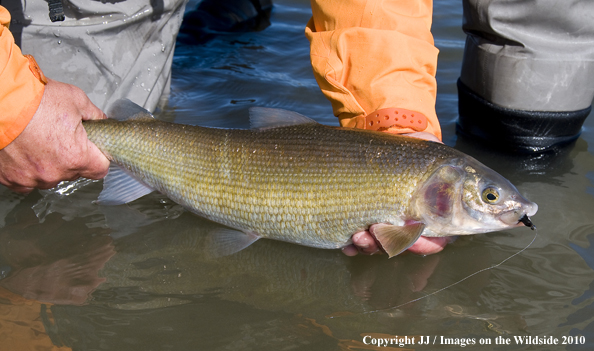 Whitefish in habitat. 