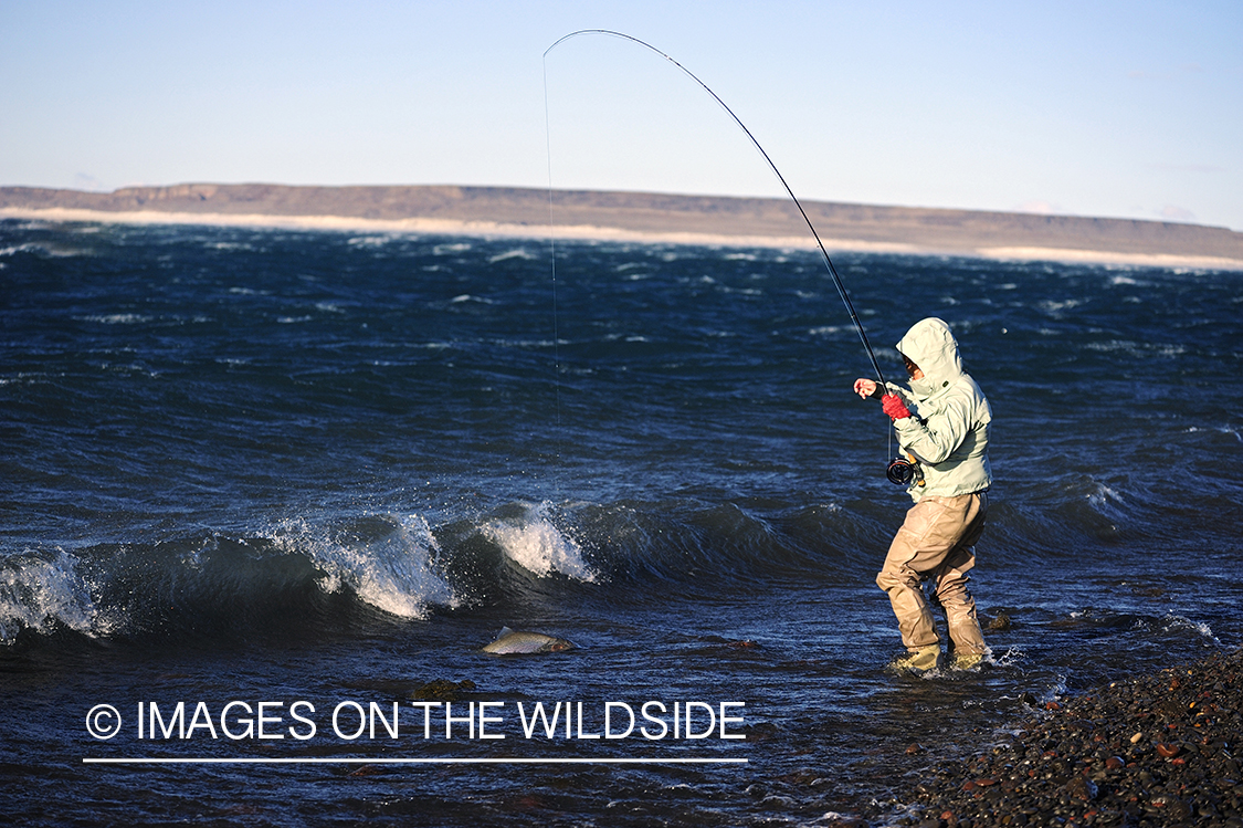 Jurassic Lake flyfisher fighting rainbow trout, Argentina.