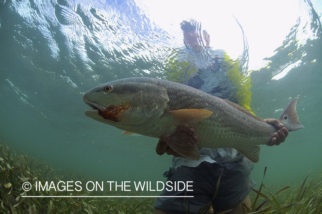 Flyfisherman releasing redfish.