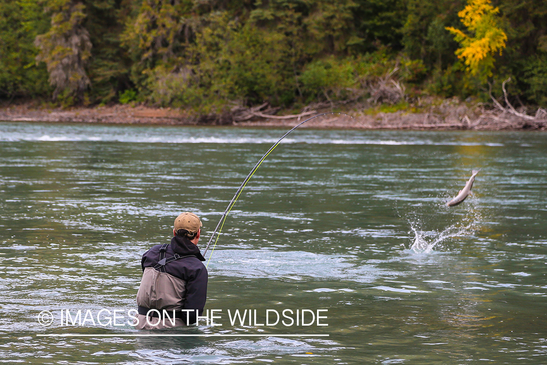 Flyfisherman fighting jumping steelhead on line.