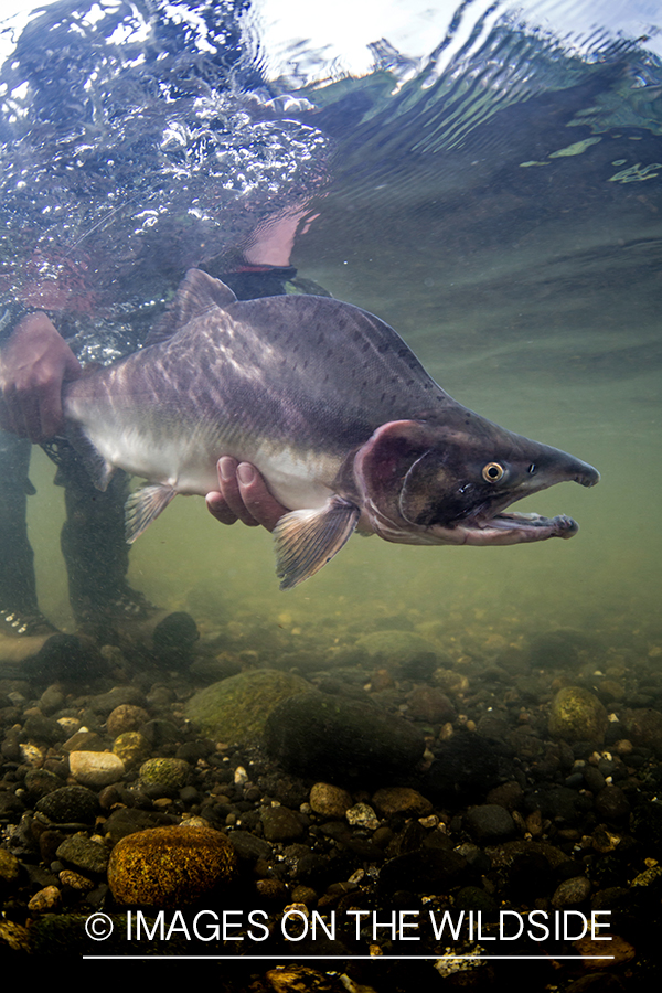 Flyfisherman releasing pink (humpy) salmon.