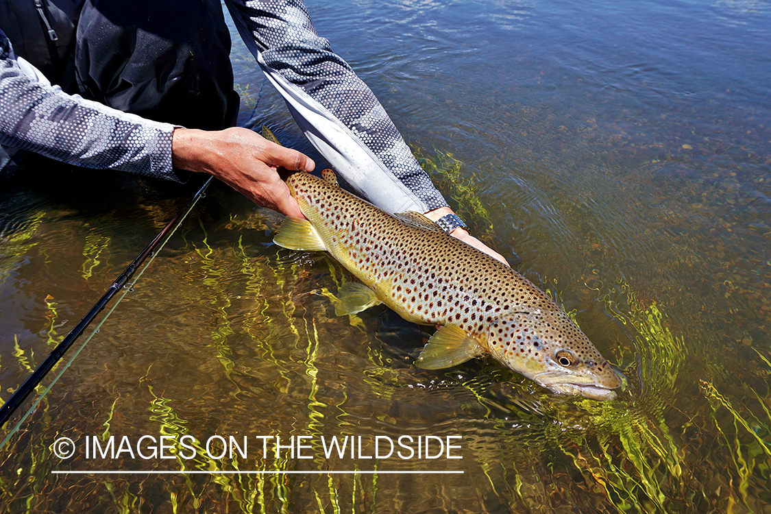 Flyfisherman releasing Brown Trout.