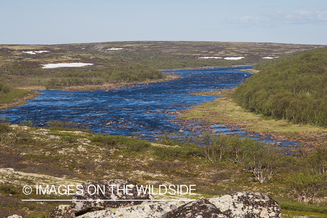 Flyfishing for Atlantic salmon on the Yokanga River in Russia.