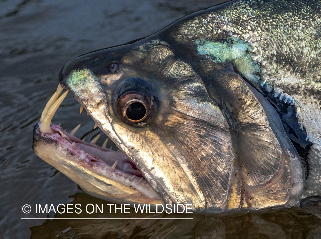 Payara close up.