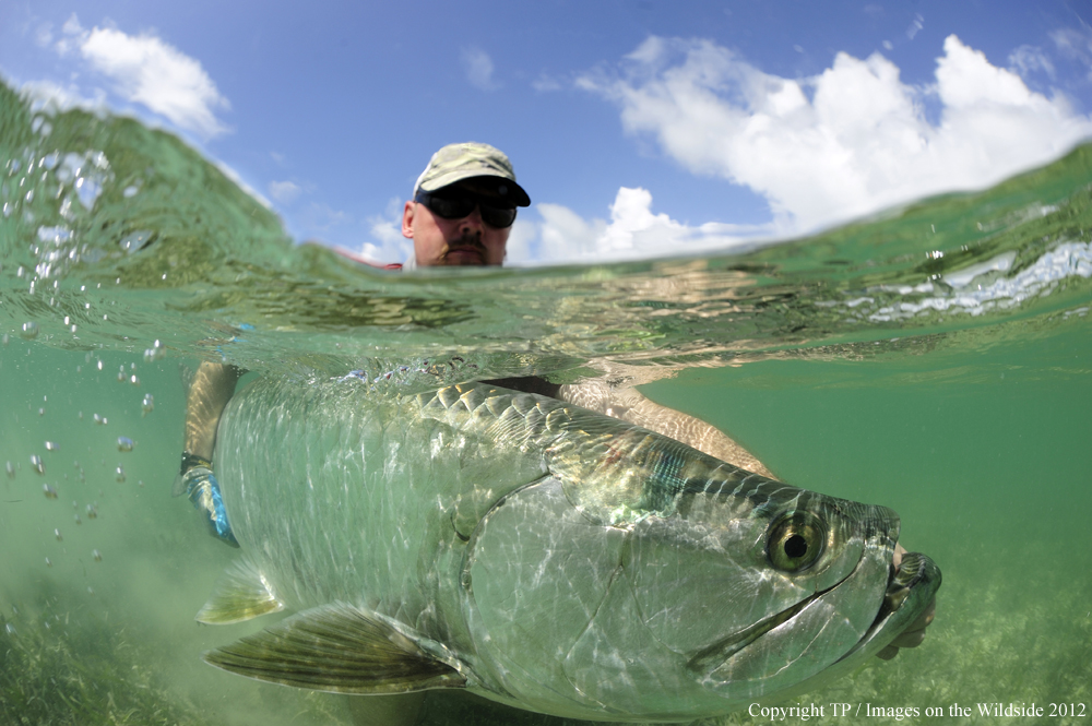 Flyfisherman with Tarpon. 