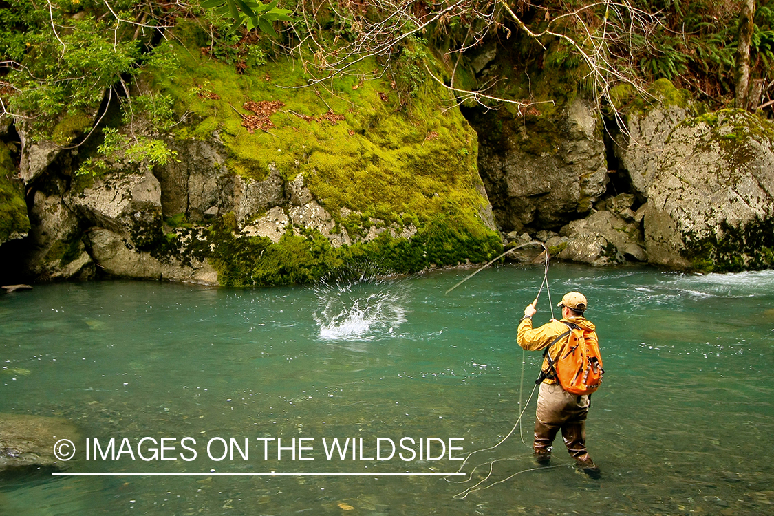 Flyfisherman with hooked Steelhead.  