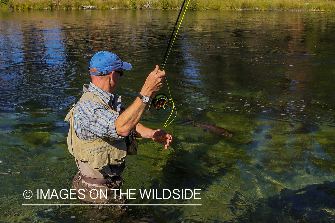 Steelhead fishing