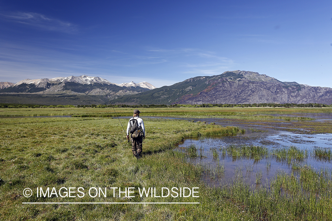 Flyfisherman walking along wetland.