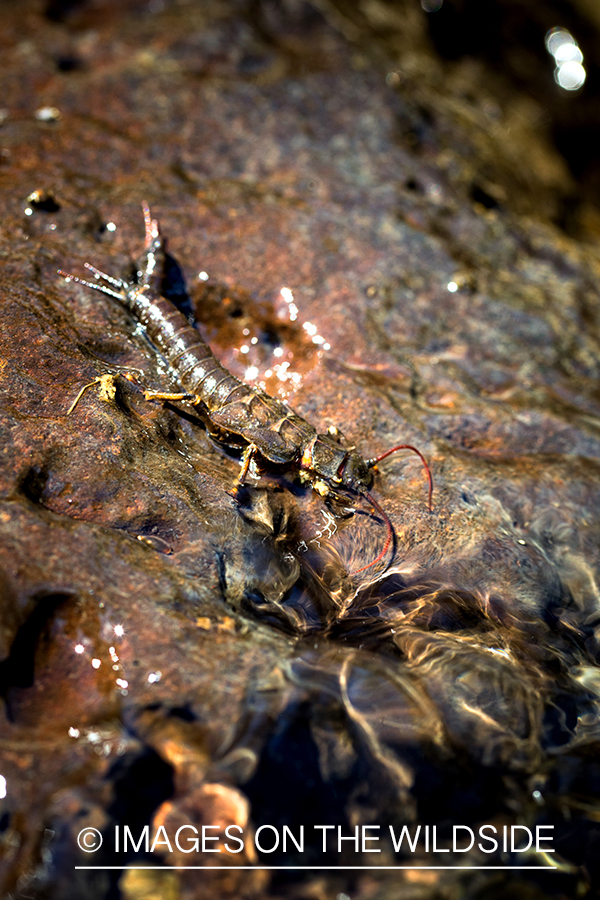 Aquatic insect.