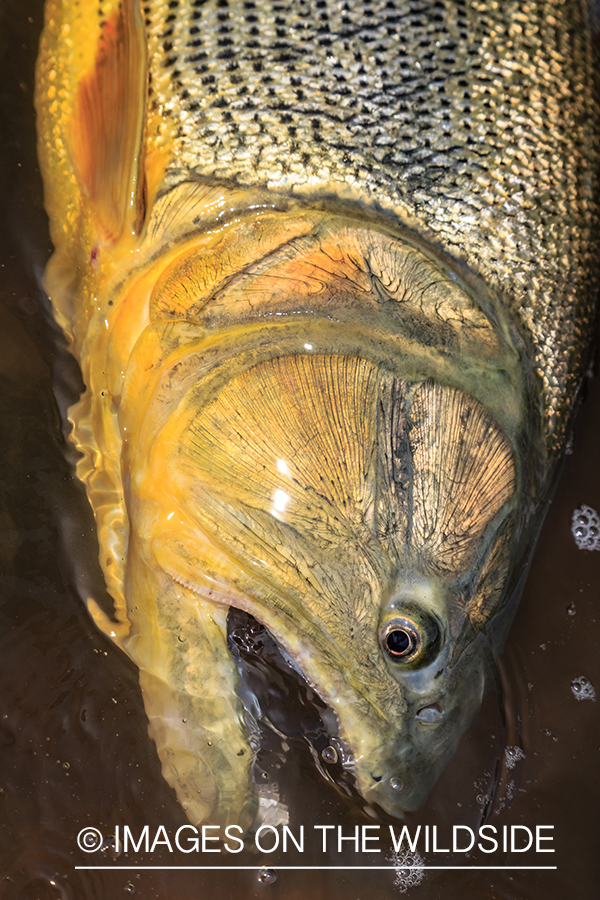 Flyfishing for Golden Dorado in Bolivia.