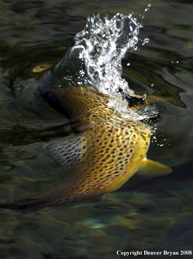 Brown Trout underwater