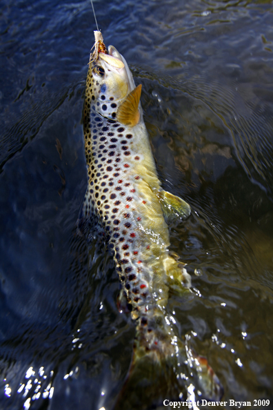 Brown trout species