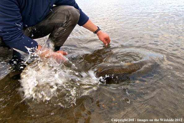 Flyfisherman releasing brown trout. 