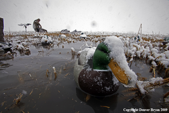 Waterfowl hunters with duck decoys.