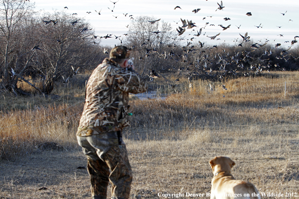 Duck hunter taking aim at flock of mallards. 