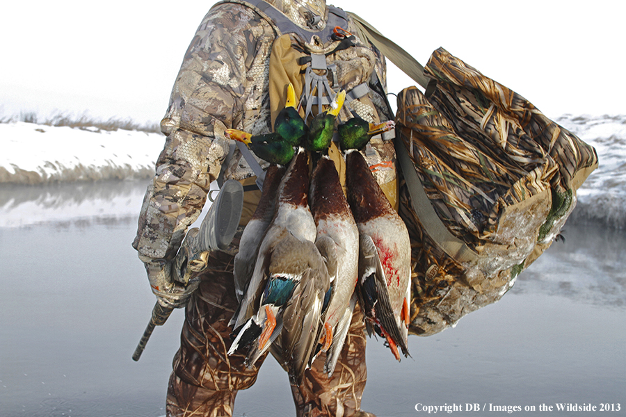 Waterfowl hunter with downed waterfowl.