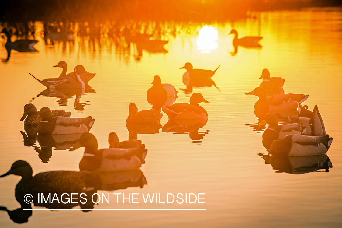 Decoys with waterfowl.