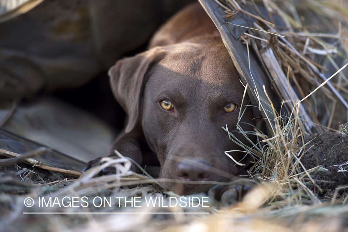 Chocolate labrador retriever in field.