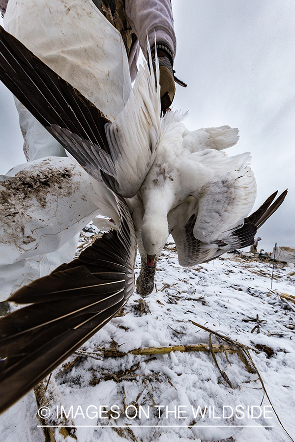 Hunter with bagged goose.