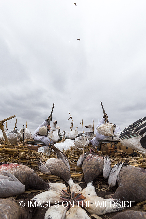 Hunters shooting geese.
