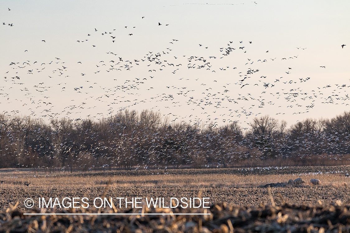 Geese in flight. 