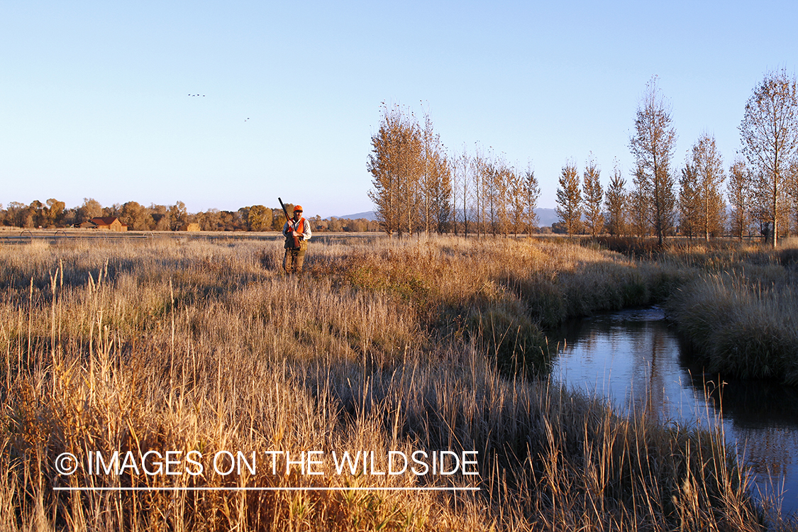 Upland game bird hunter in field.